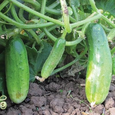 double yield cucumbers