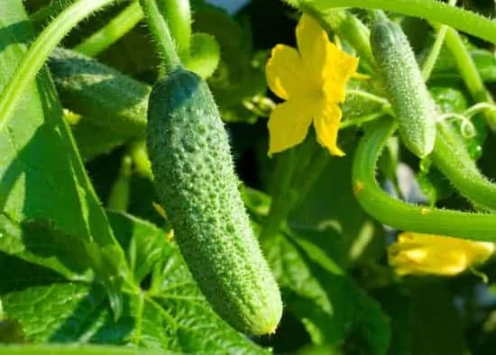 early frame cucumber