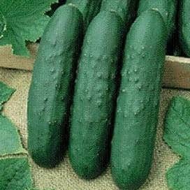 eureka cucumber