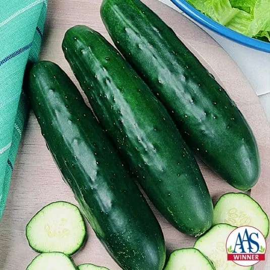 fanfare cucumber