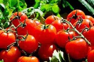 Growing Tomatoes in Containers | Grow 100s with these Tips