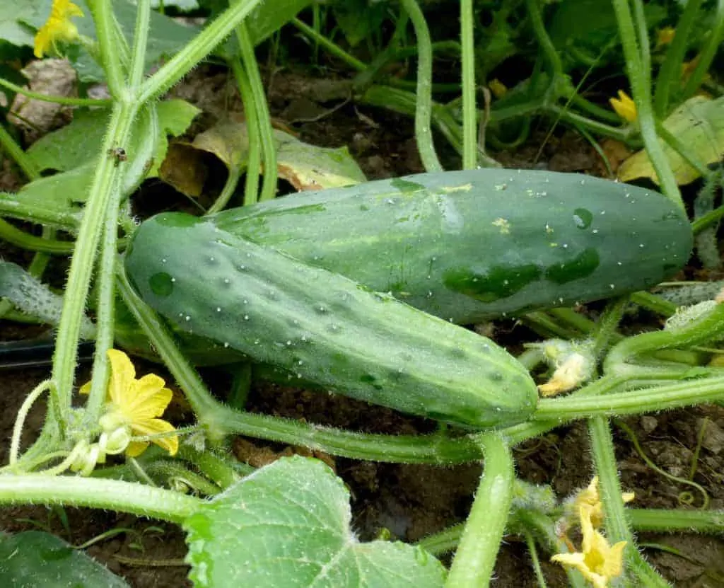 marketmore 76 cucumber