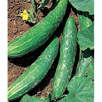 orient express cucumber