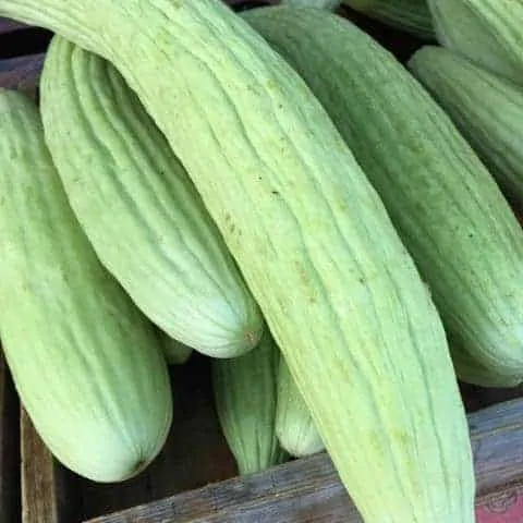 sweet armenian cucumbers