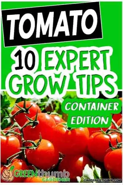 tomato container tips