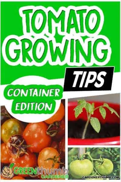 growing tomatoes container tips