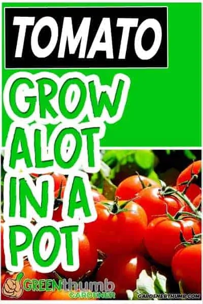 tomato growing container tips