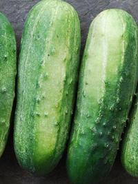 40 Best Cucumber Varieties You Want to Grow | Green Thumb Gardener