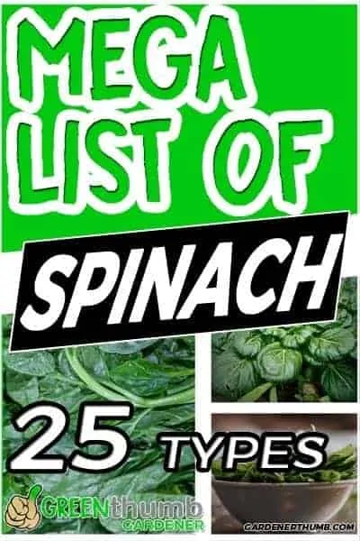 spinach variety