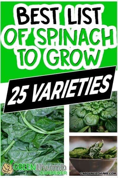 spinach varieties