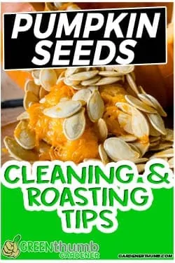 How to Separate Pumpkin Seeds from Strings