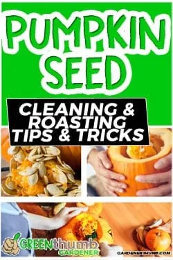 How to Separate Pumpkin Seeds from Strings