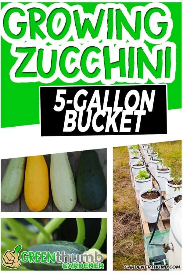 Why Grow Zucchini In a 5 Gallon Bucket