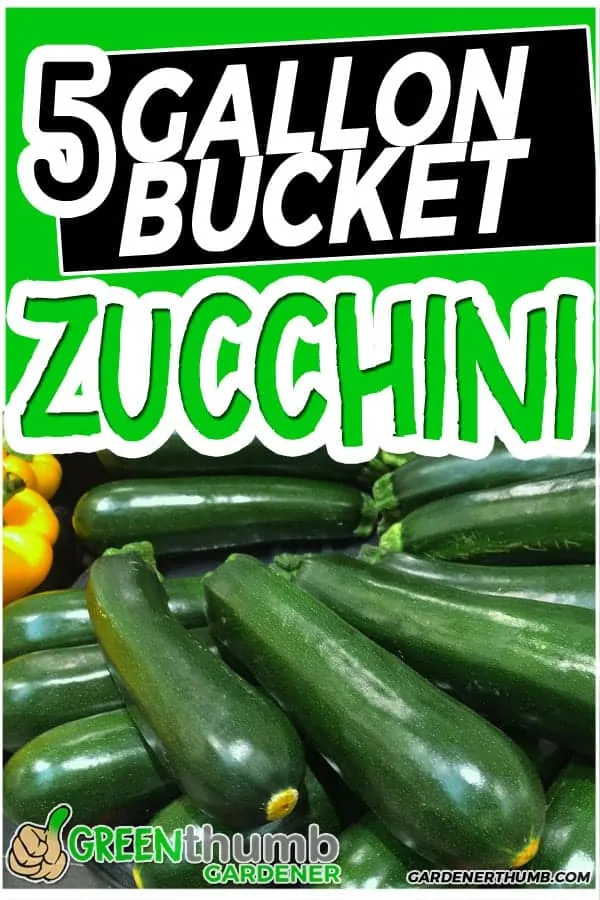 Why Grow Zucchini In a 5 Gallon Bucket