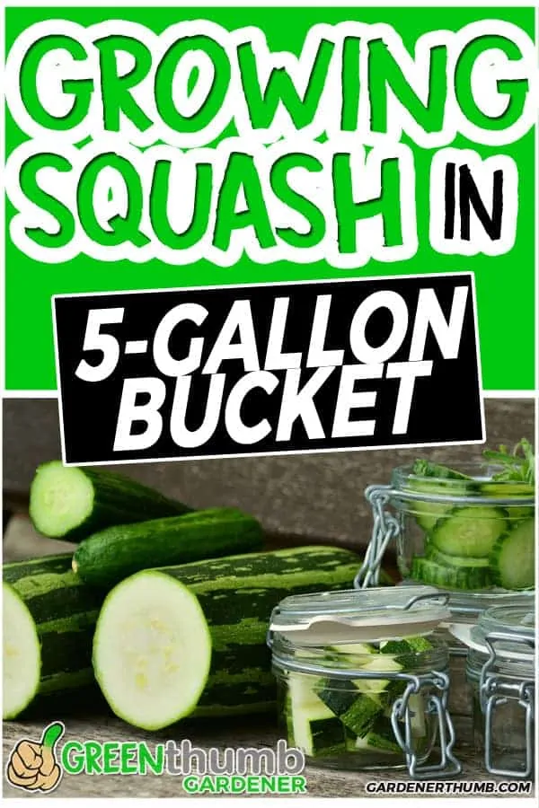 Why Grow Zucchini In a 5 Gallon Bucket