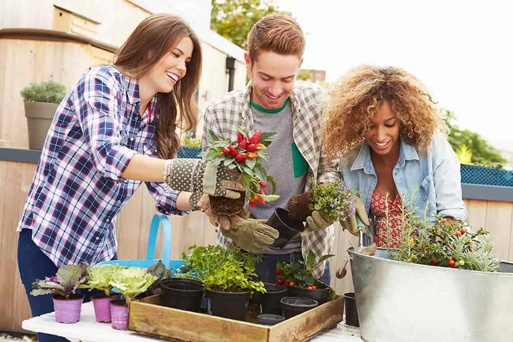 container-garden