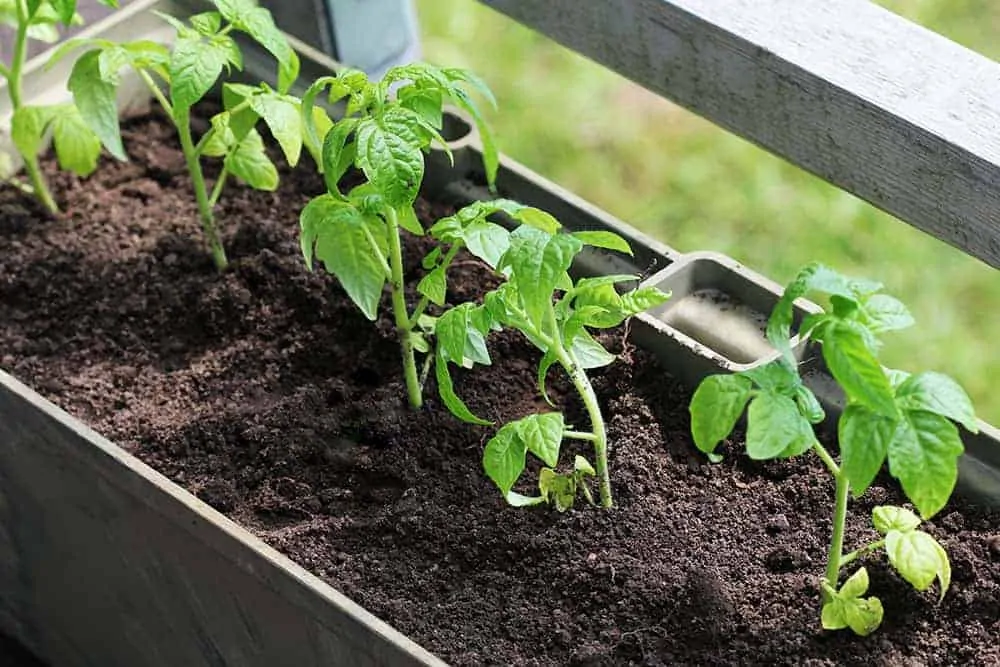 vegetable gardening container