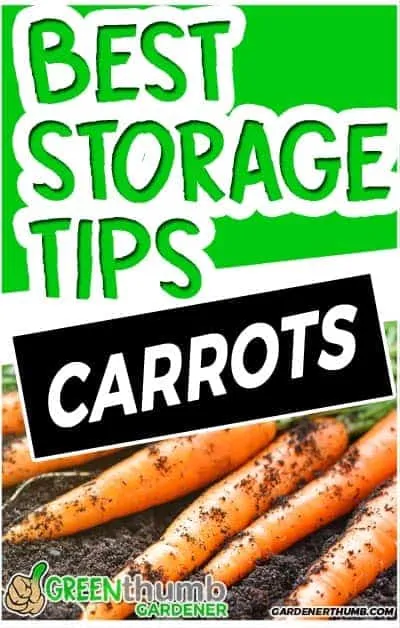 how long do carrots last