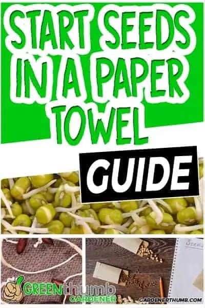 how to start from a paper towel03