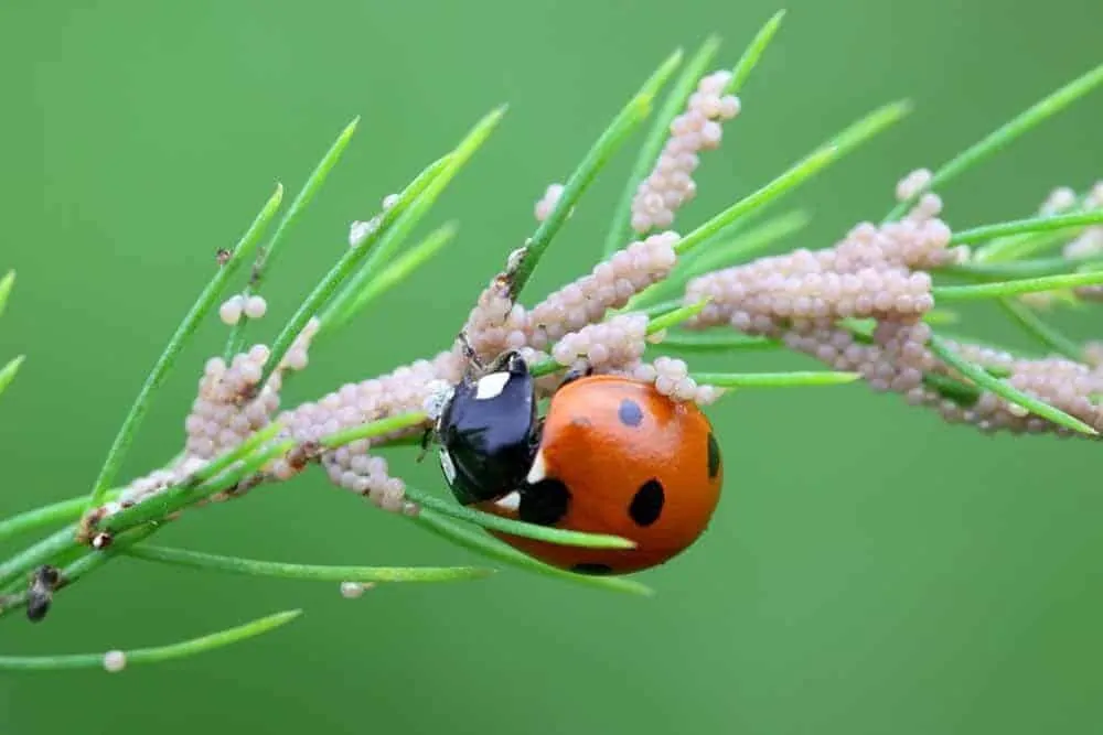ladybugs organic pest control