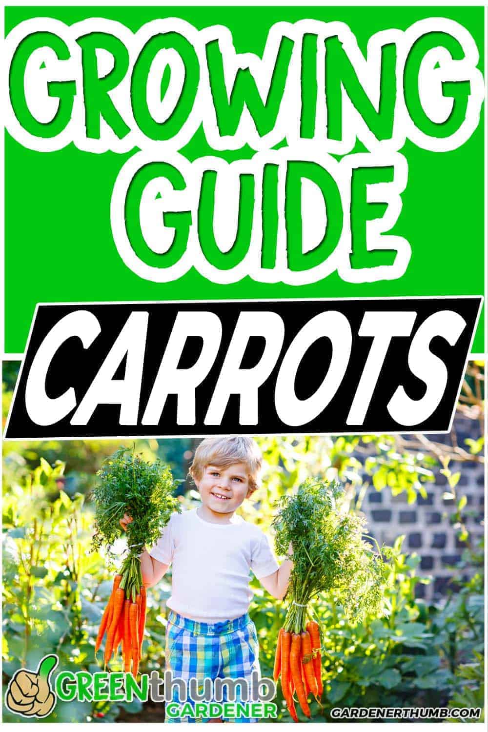 Sun Requirements For Carrots