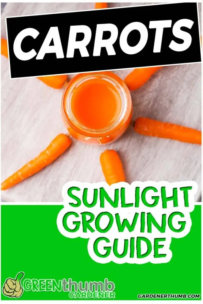 Do Carrots Need Full Sun
