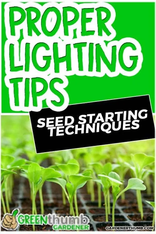 When Do I Put My Seedlings Under LIGHT