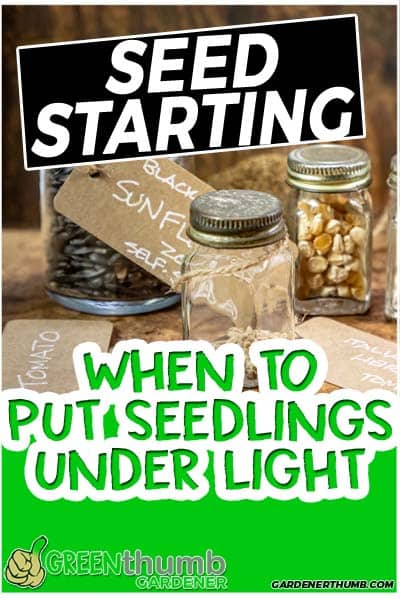 When Do I Put My Seedlings Under LIGHT