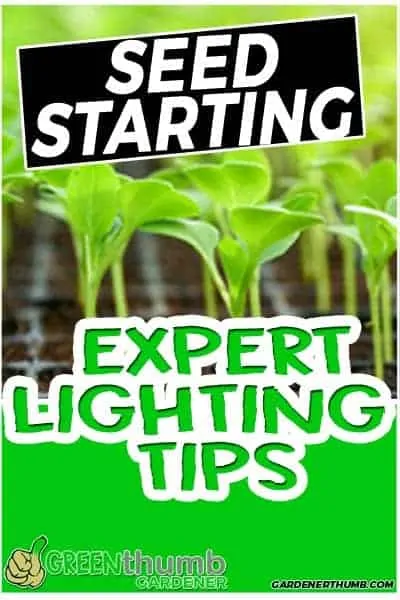 When Do I Put My Seedlings Under LIGHT