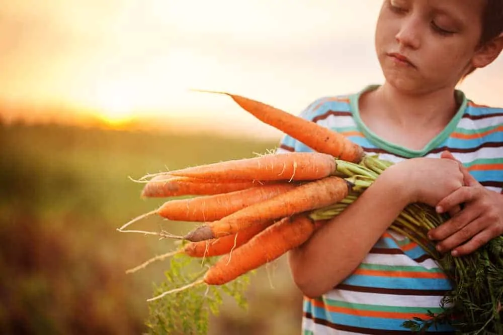 do carrots need full sub