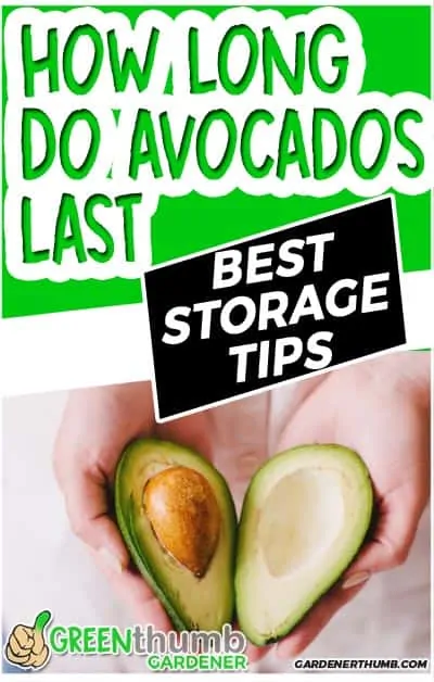 how long do avocados last