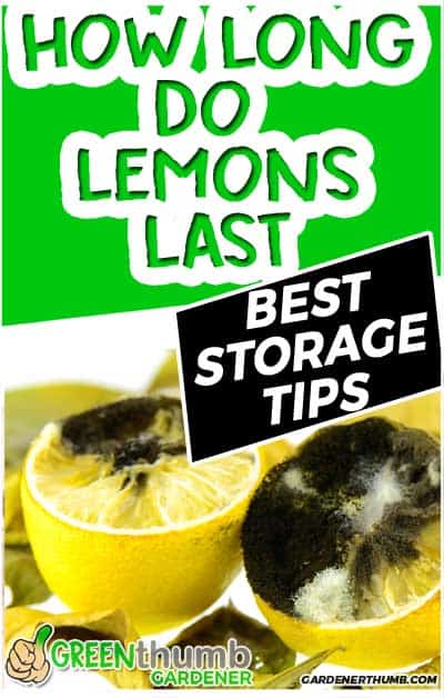 how long do lemons last