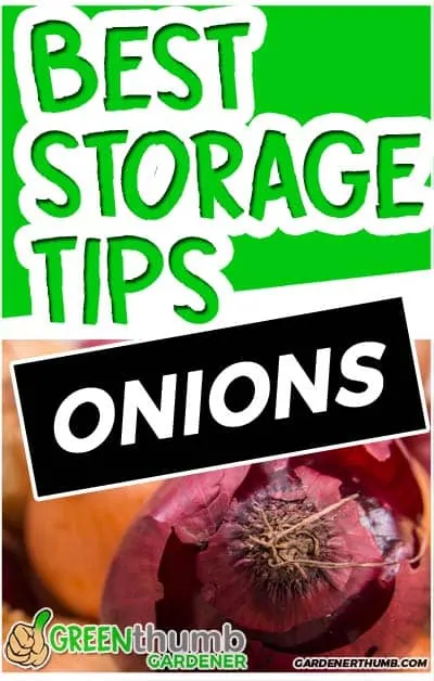 how long do onions last