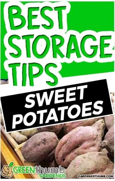 how long do sweet potatoes last