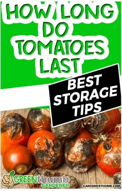 how long do tomatoes last