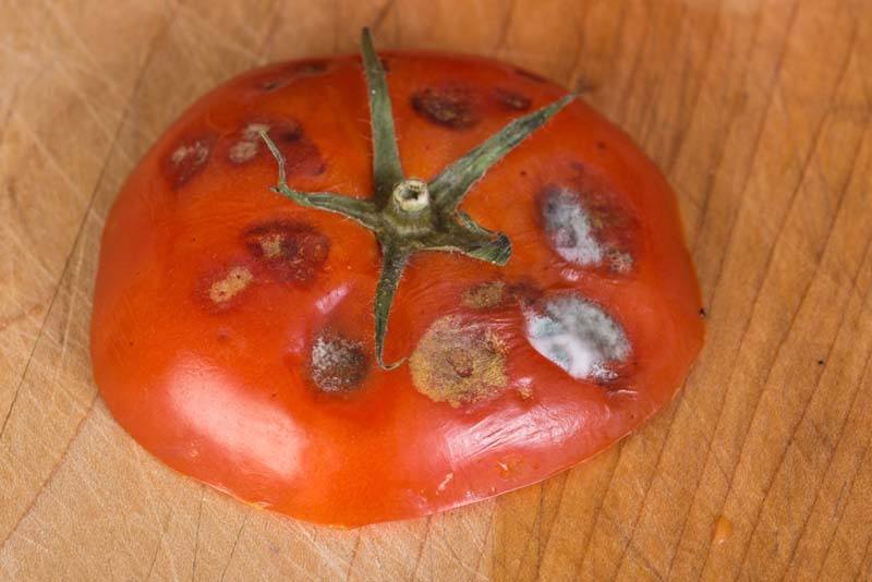 How Long Do Tomatoes Last Best Storage Tips Green Thumb Gardener