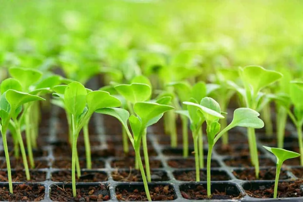 seedling plants with propagation heat mat