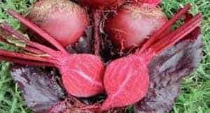 Bull’s Blood Beet