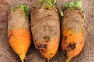 Giant Yellow Eckendorf Beets