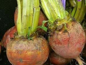 Golden Beets