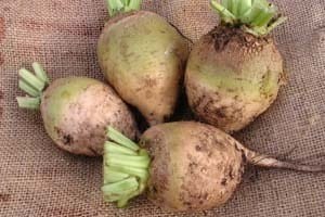 White Albino Beet