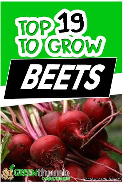 best-types-of-beets-to-plant-in-your-garden-green-thumb-gardener