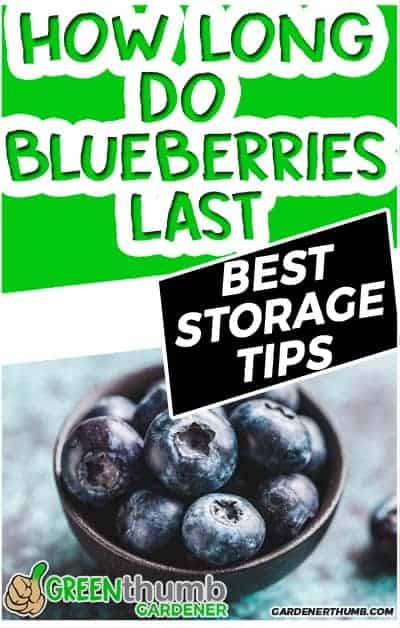 How Long Do Blueberries Last Best Preserving Tips Green Thumb Gardener