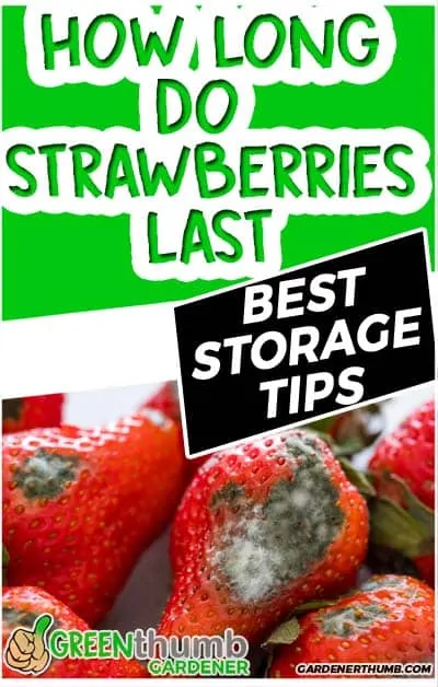 how long do strawberries last