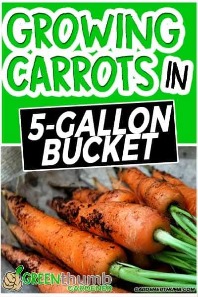 Growing Carrots In A 5 Gallon Bucket