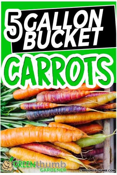 Growing Carrots In A 5 Gallon Bucket