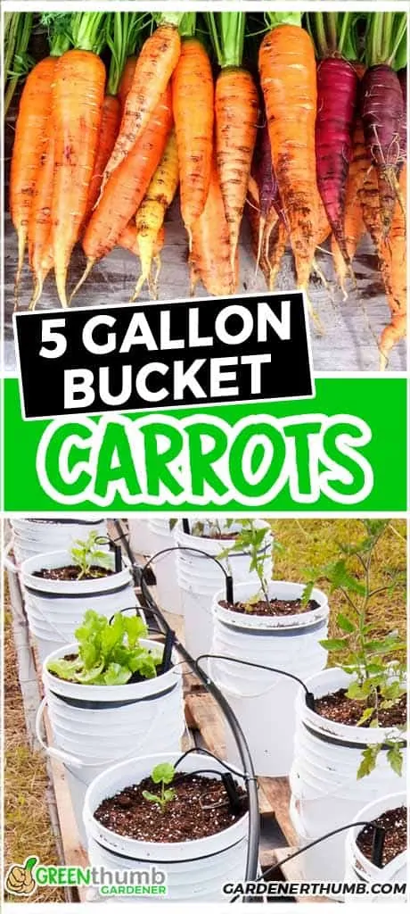 Growing Carrots In A 5 Gallon Bucket