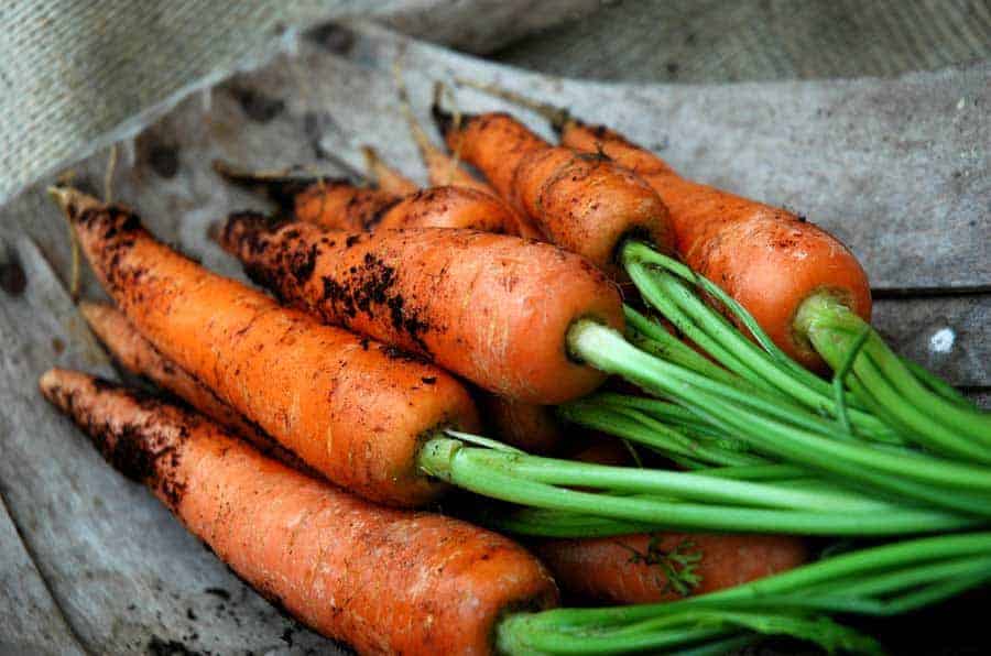 Growing Carrots In A 5-Gallon Bucket