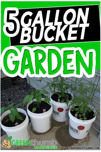 5-gallon bucket garden