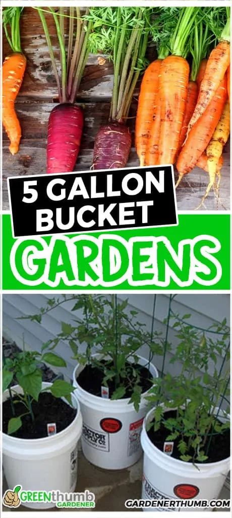 5-gallon bucket garden